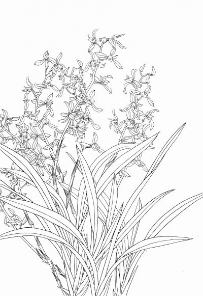 黑白线描手绘兰花