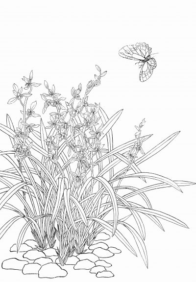 黑白线描手绘兰花