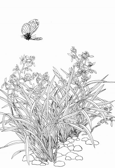 黑白线描手绘兰花